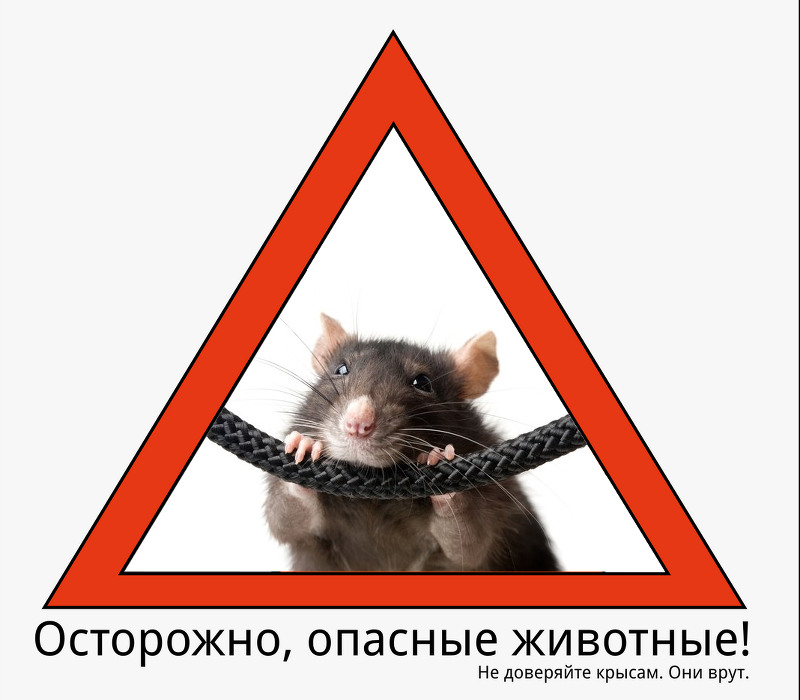 Внимание опасные животные! Не доверяйте крысам, они врут.